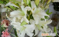 盆栽百合花用什么肥 百合花施什么肥好啊