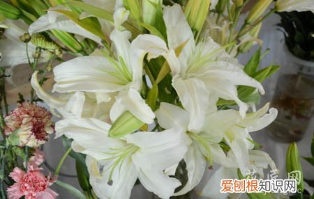 盆栽百合花用什么肥 百合花施什么肥好啊