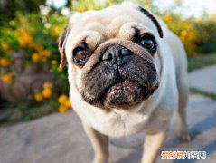 巴哥犬为什么不会叫 巴哥犬不会叫的原因