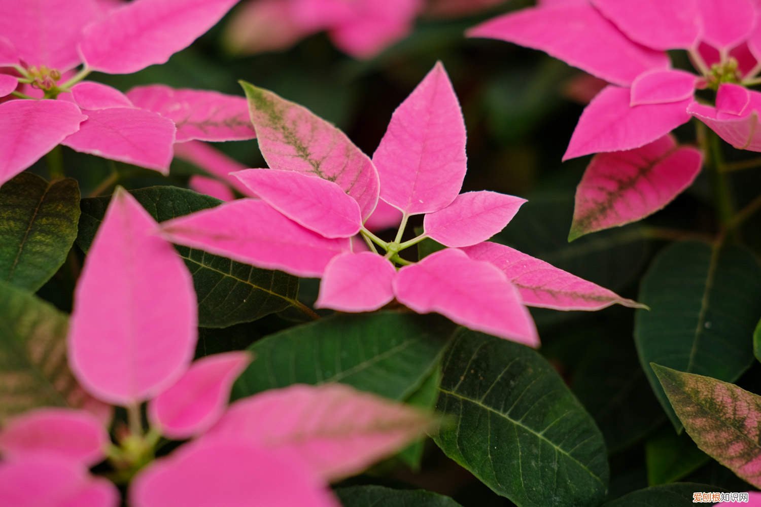 一品红浇水浇的多还是少 一品红多久浇一次水