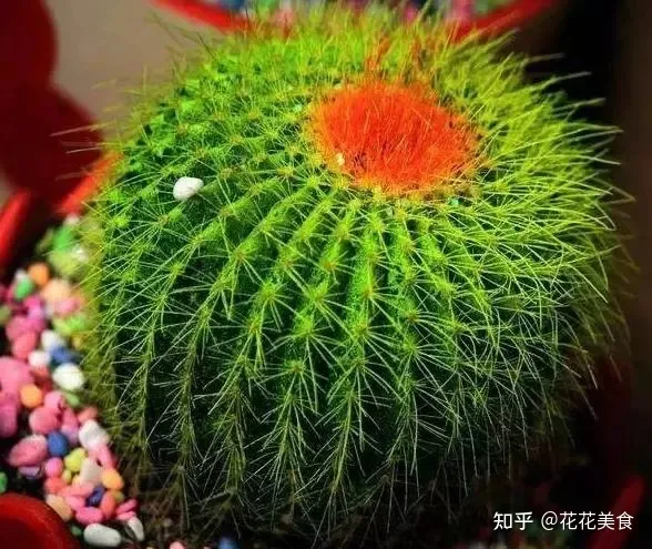 养花养植物，30种常见花卉养护大全，够用一辈子！