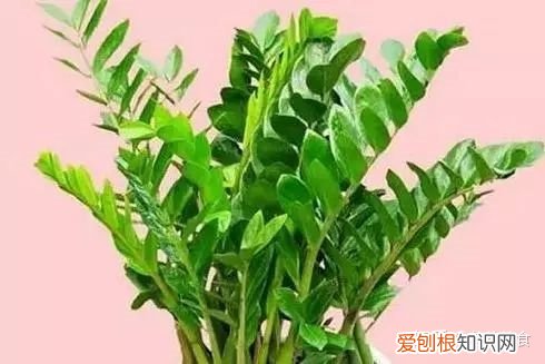 养花养植物，30种常见花卉养护大全，够用一辈子！