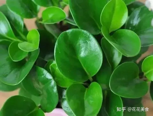 养花养植物，30种常见花卉养护大全，够用一辈子！