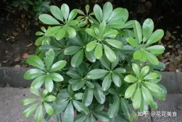 养花养植物，30种常见花卉养护大全，够用一辈子！