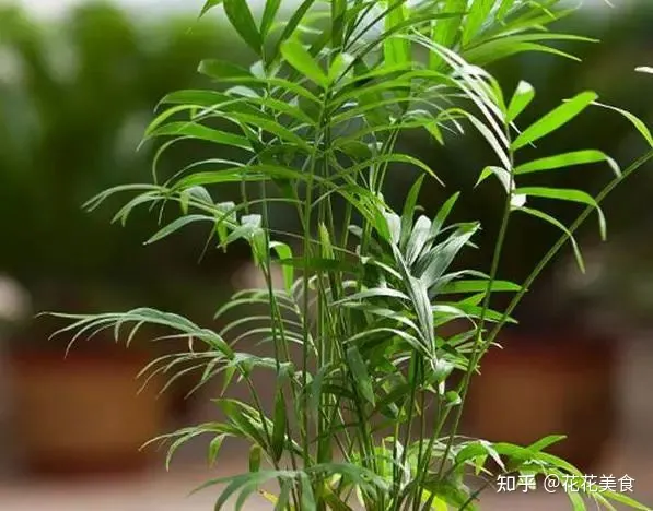 养花养植物，30种常见花卉养护大全，够用一辈子！