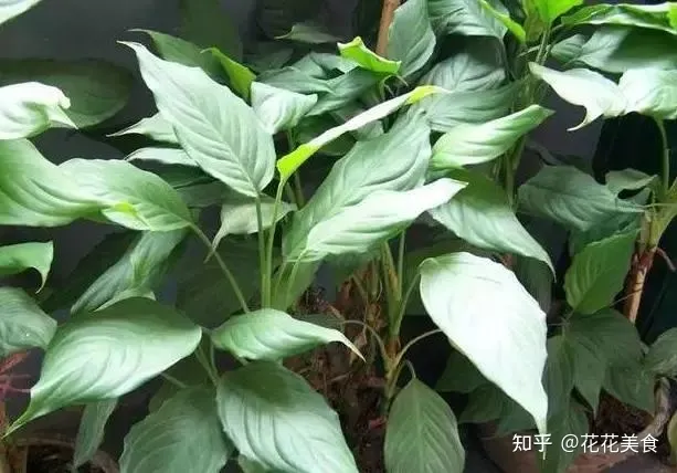 养花养植物，30种常见花卉养护大全，够用一辈子！