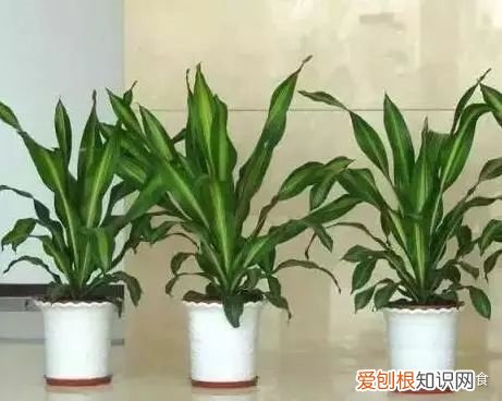 养花养植物，30种常见花卉养护大全，够用一辈子！