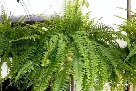 养花养植物，30种常见花卉养护大全，够用一辈子！