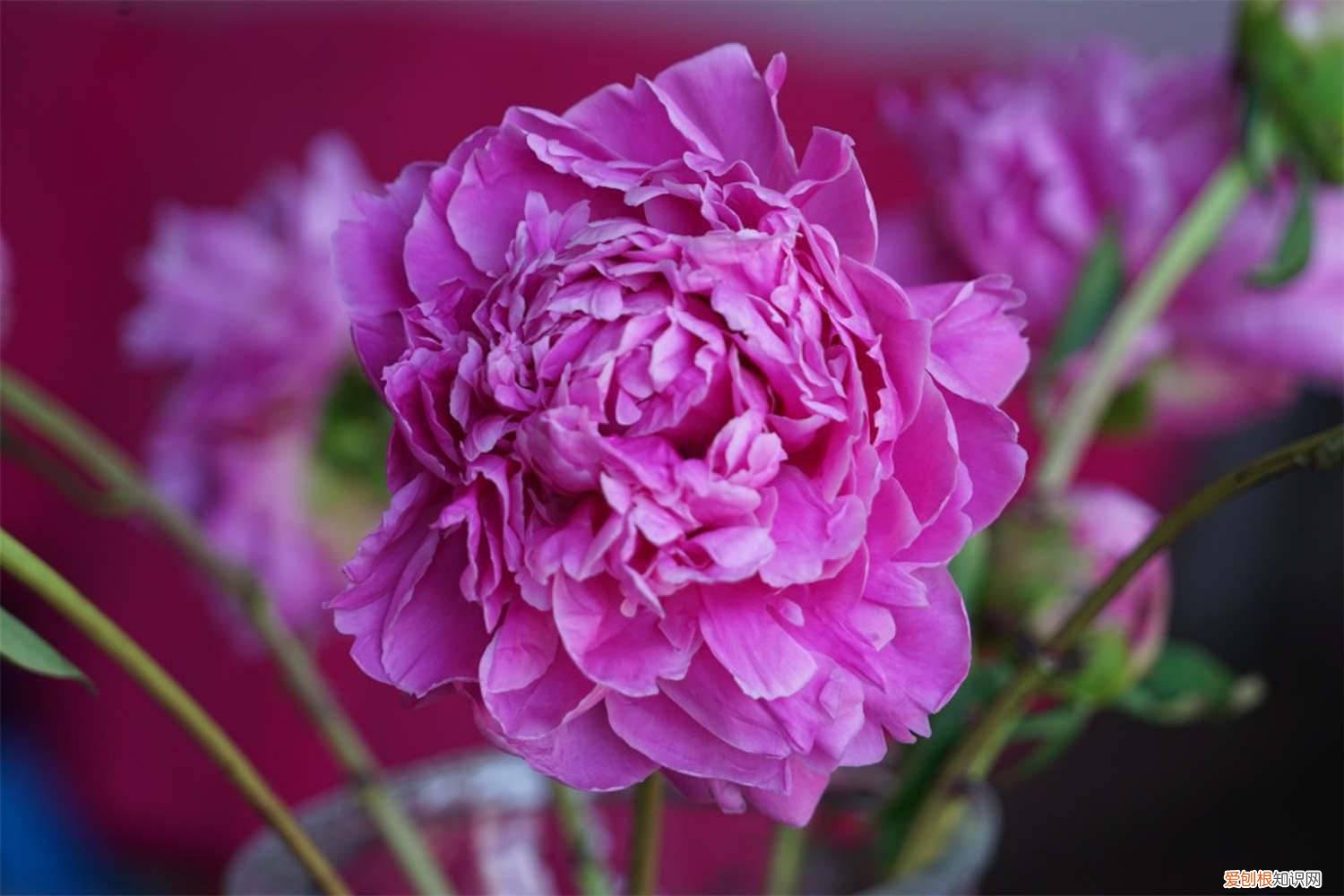 芍药种植方法和时间是农历还是阳历 芍药种植方法和时间