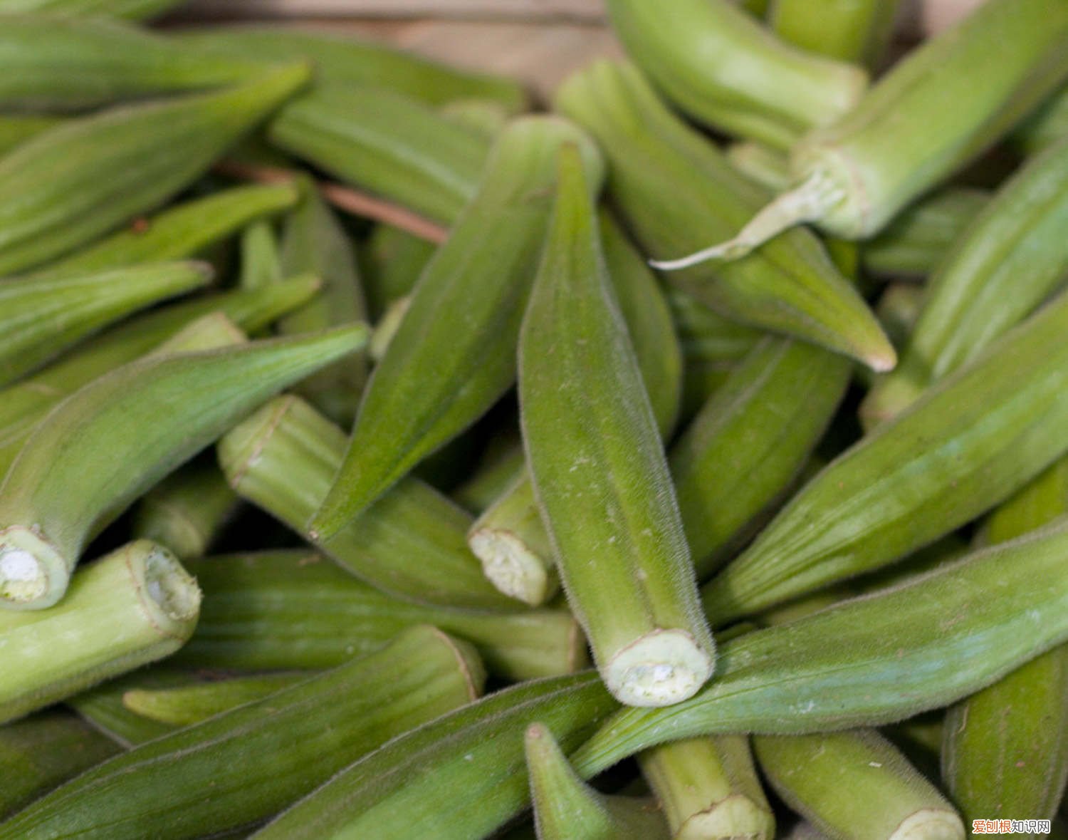 秋葵的种植和管理 秋葵的种植技术与管理