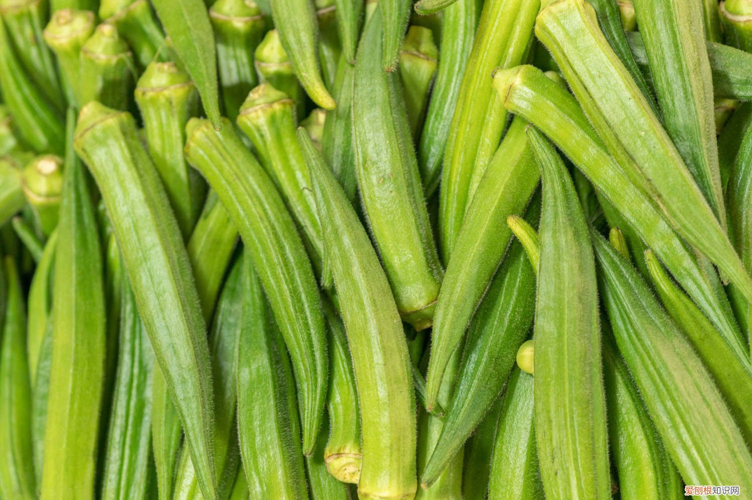 秋葵的种植和管理 秋葵的种植技术与管理