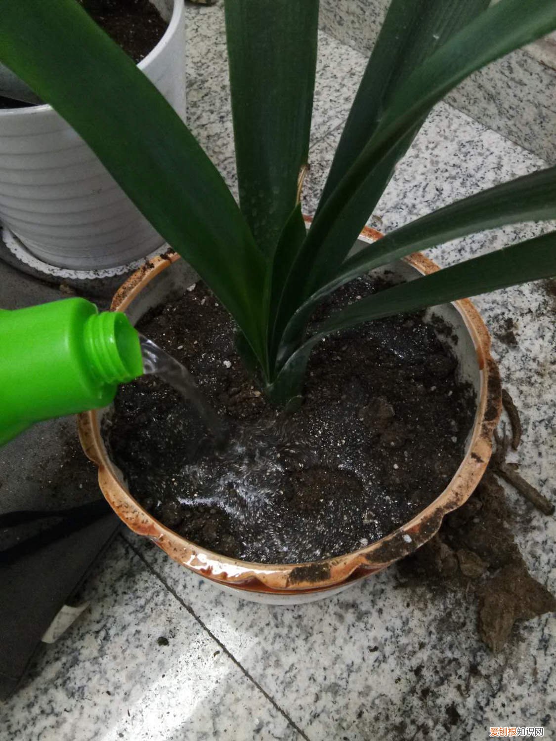 君子兰秋季换土 君子兰秋天几月份换土