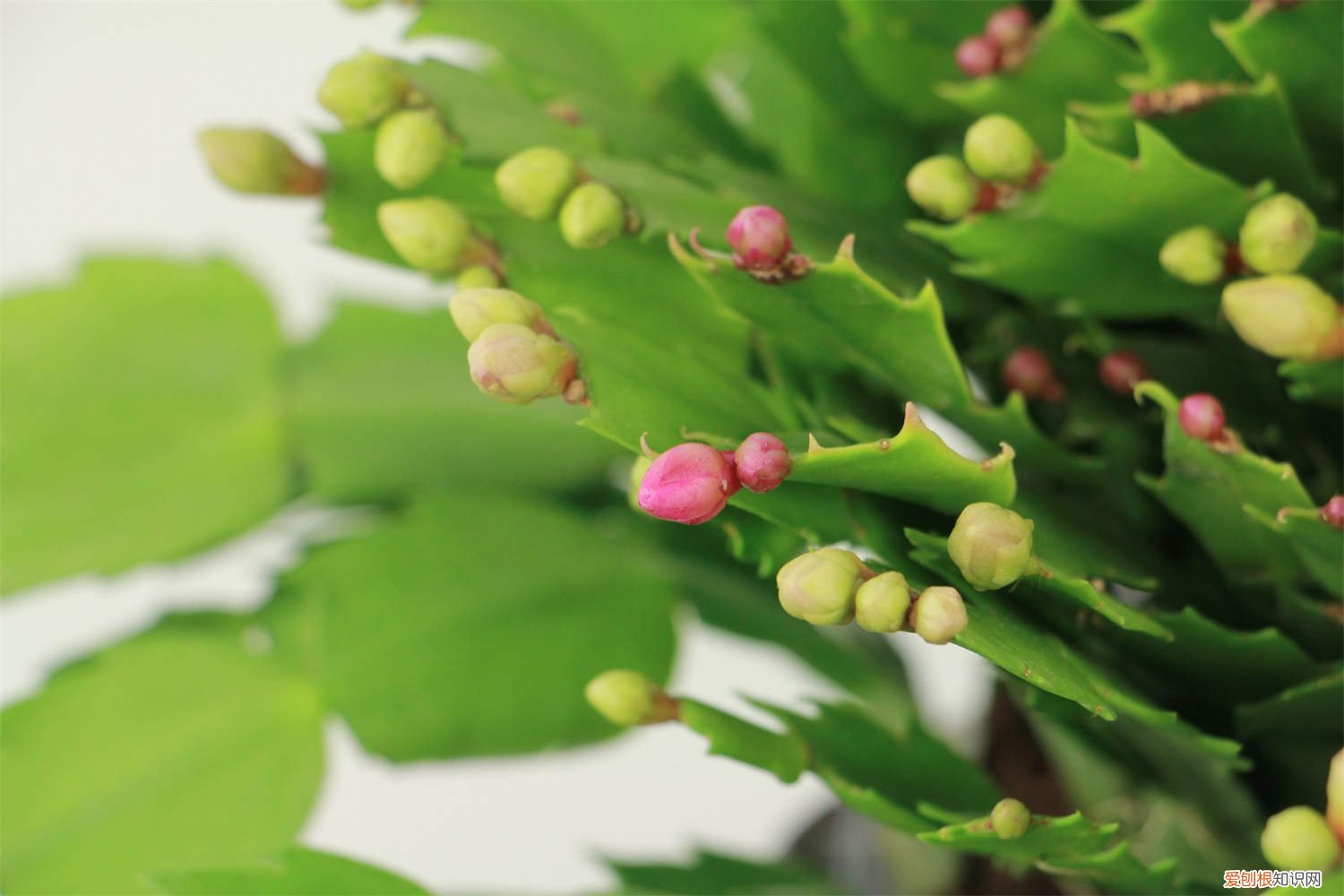 冬天养蟹爪兰要注意什么 冬天养殖蟹爪兰的禁忌