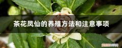 茶花凤仙怎么养 茶花凤仙的养殖方法和注意事项