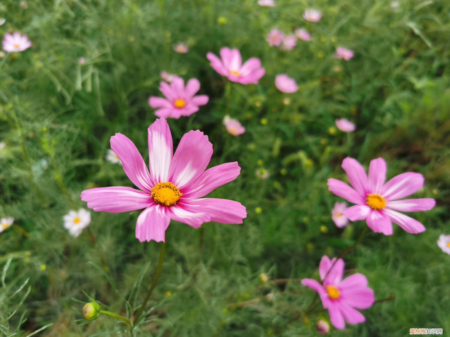 波斯菊怎么养开花多 波斯菊怎么养