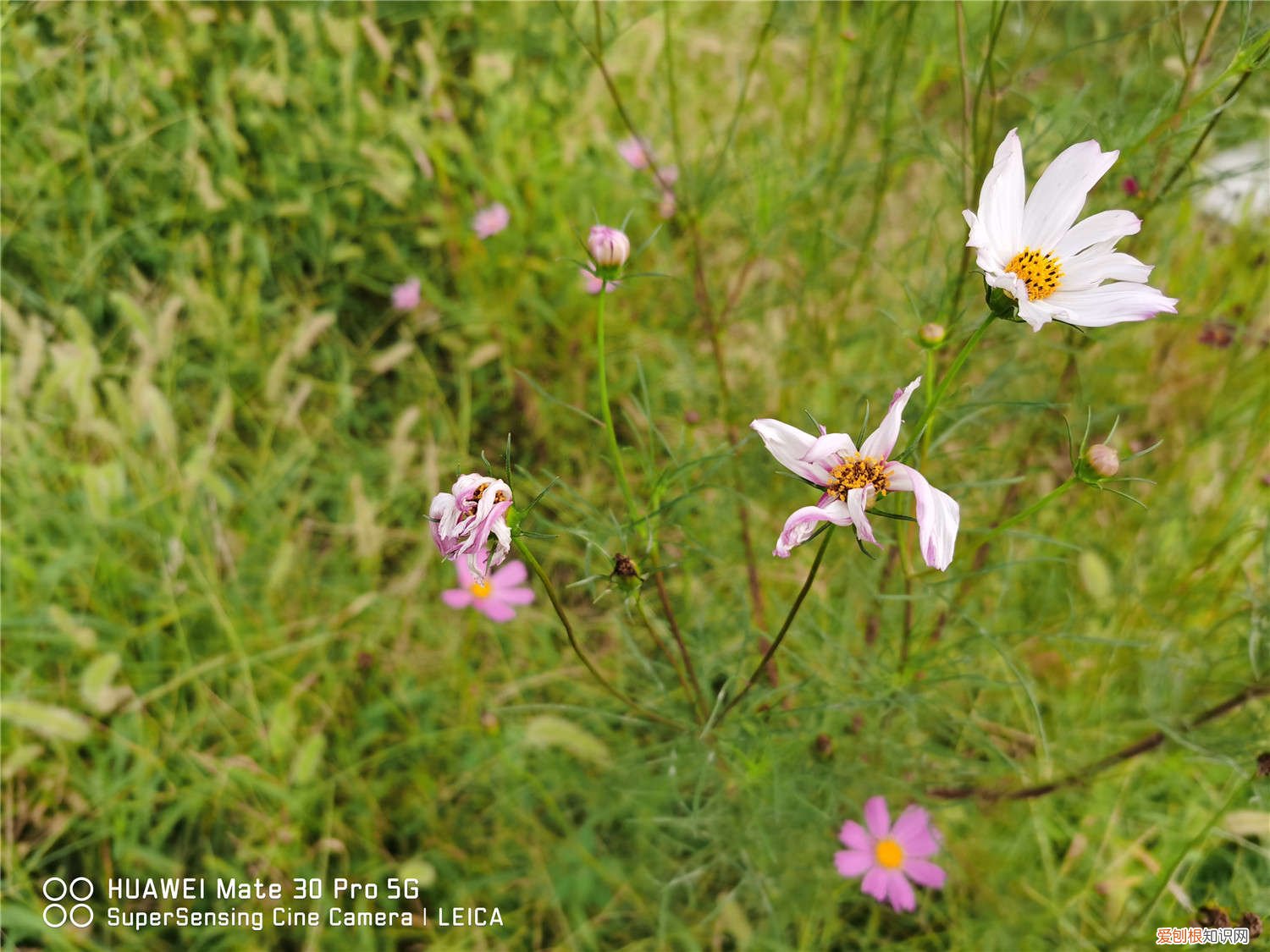波斯菊怎么养开花多 波斯菊怎么养
