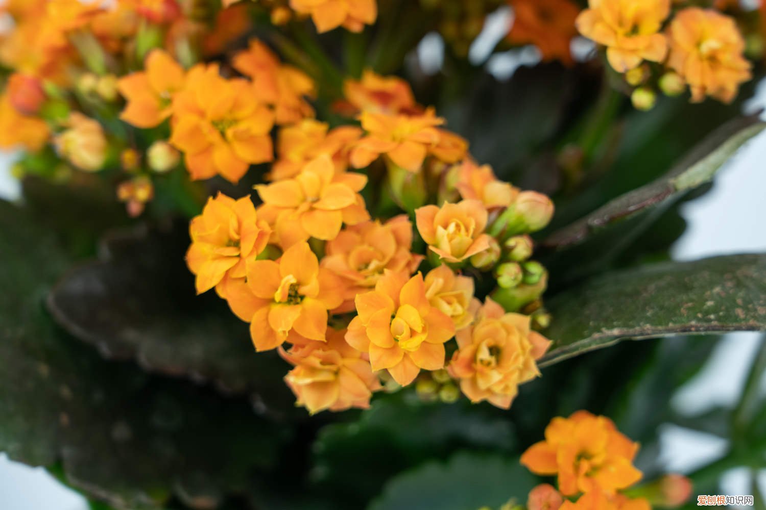 冬天什么花好养又开花 冬天养这种“花”，越冷开越旺，一盆开花将近200朵！