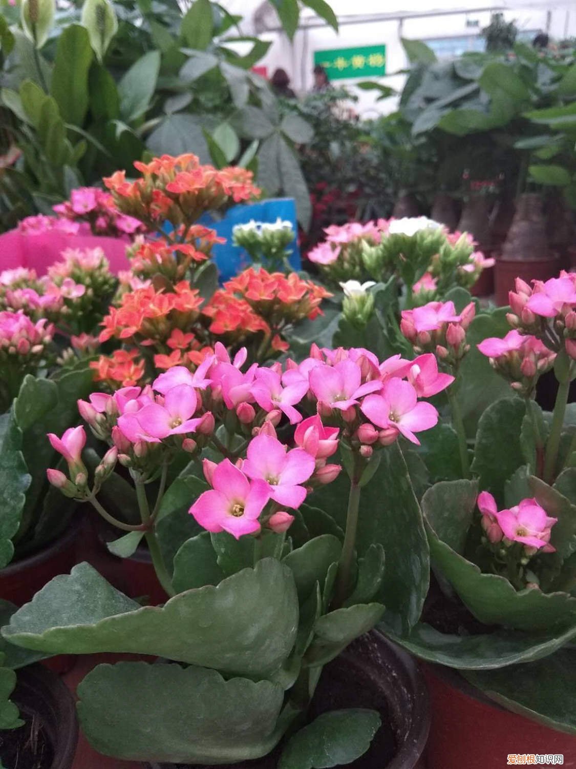 冬天什么花好养又开花 冬天养这种“花”，越冷开越旺，一盆开花将近200朵！