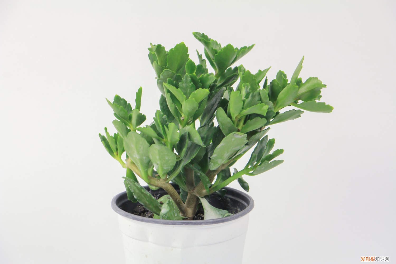 冬天什么花好养又开花 冬天养这种“花”，越冷开越旺，一盆开花将近200朵！