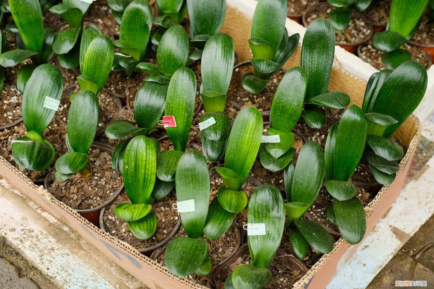 君子兰几个叶就开花 养“君子兰”，做好这4点，叶子巴掌大年年开出花！