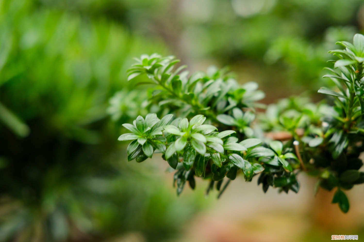 冬季可以栽什么树 家中养的3种“树”，冬天一到就剪枝，长成盆栽运势旺！