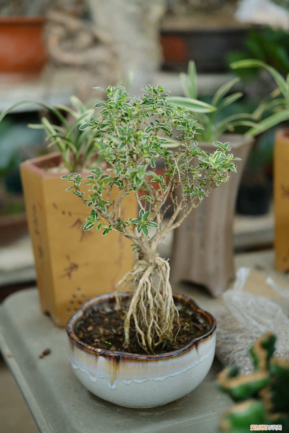 冬季可以栽什么树 家中养的3种“树”，冬天一到就剪枝，长成盆栽运势旺！