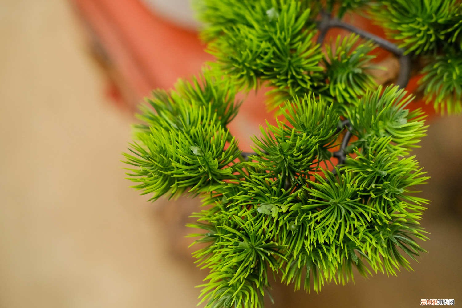 冬季可以栽什么树 家中养的3种“树”，冬天一到就剪枝，长成盆栽运势旺！