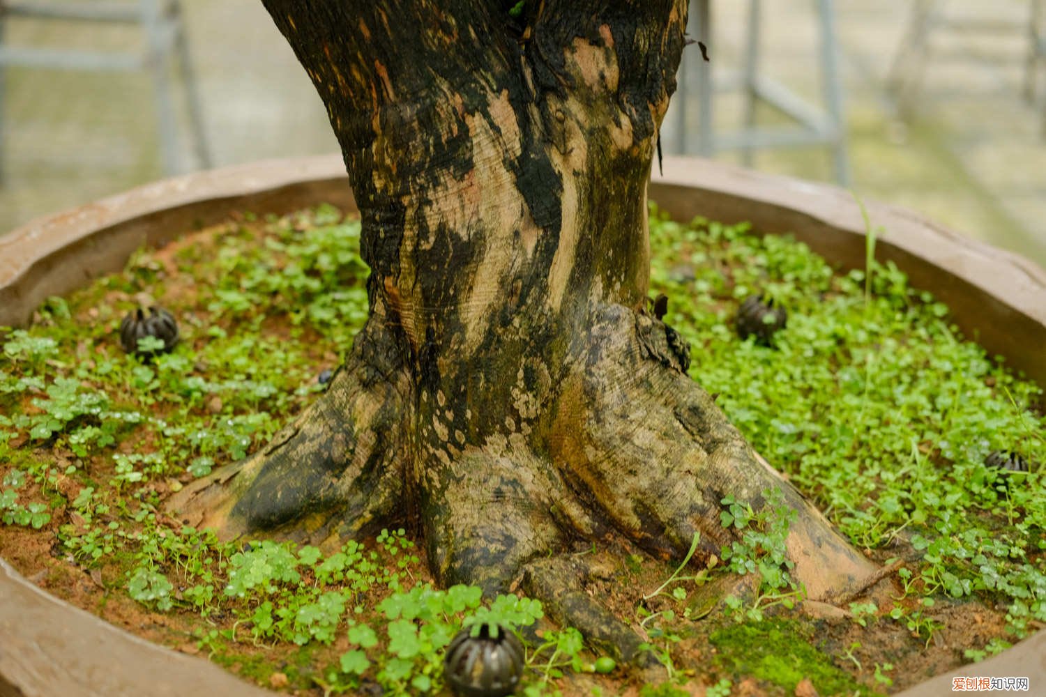 冬季可以栽什么树 家中养的3种“树”，冬天一到就剪枝，长成盆栽运势旺！