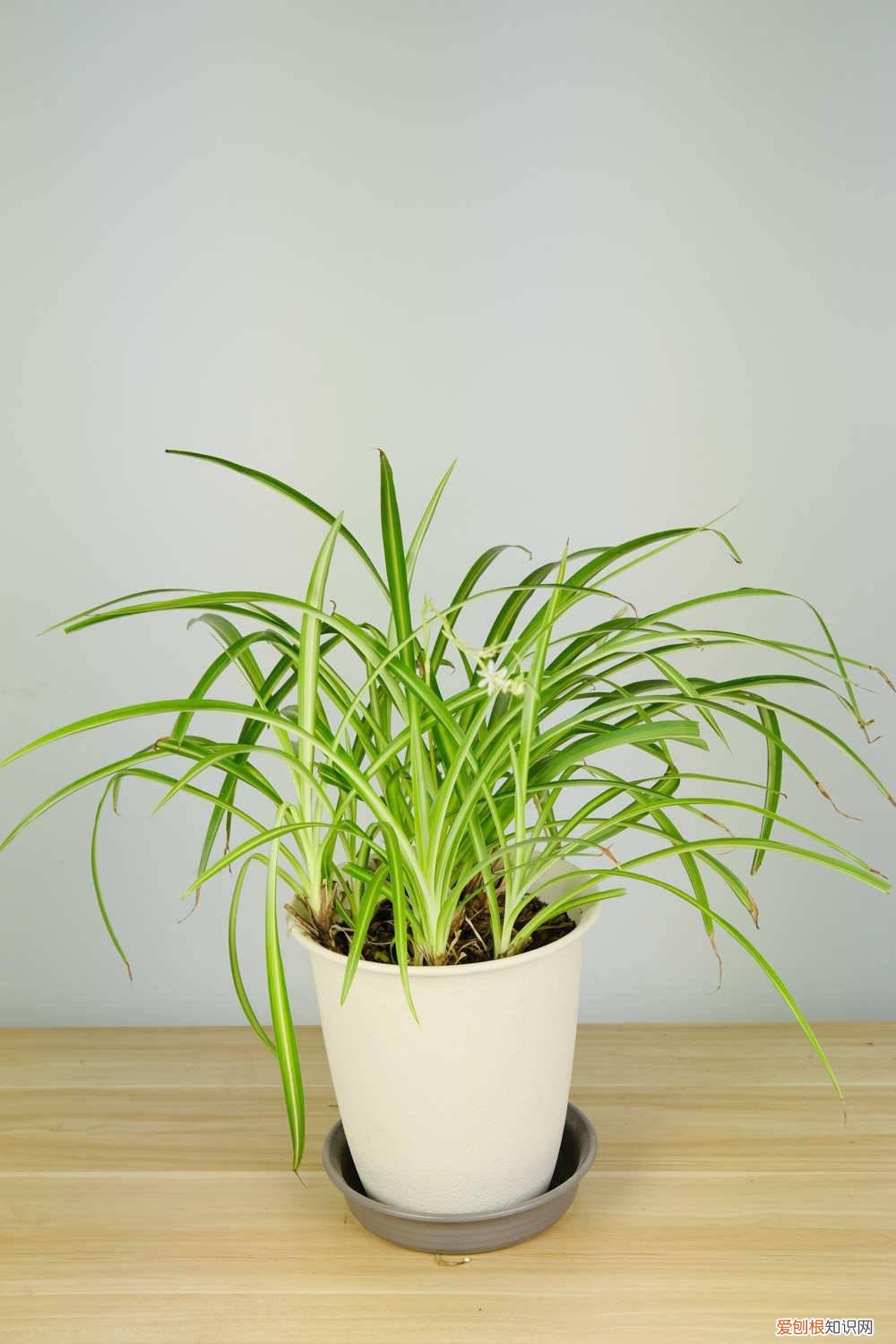 吊兰开花用什么肥 牛人养“吊兰”从不买花肥，这几种水用上，枝芽窜满盆！