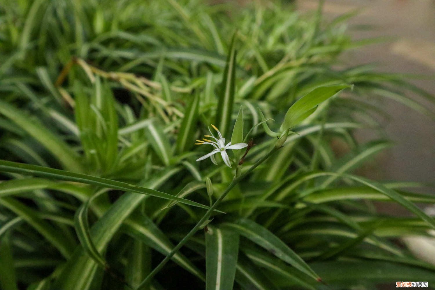 吊兰开花用什么肥 牛人养“吊兰”从不买花肥，这几种水用上，枝芽窜满盆！