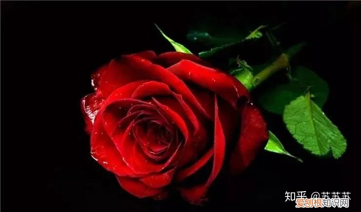 草花盆栽技术及常规养护要点图片，常用花材养护技巧