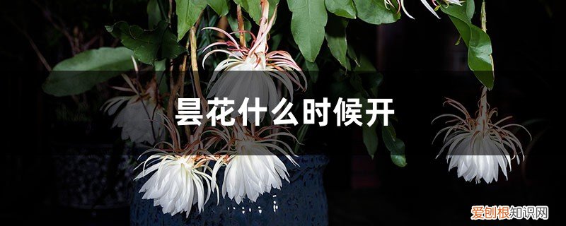 昙花什么时候开? 昙花什么时候开