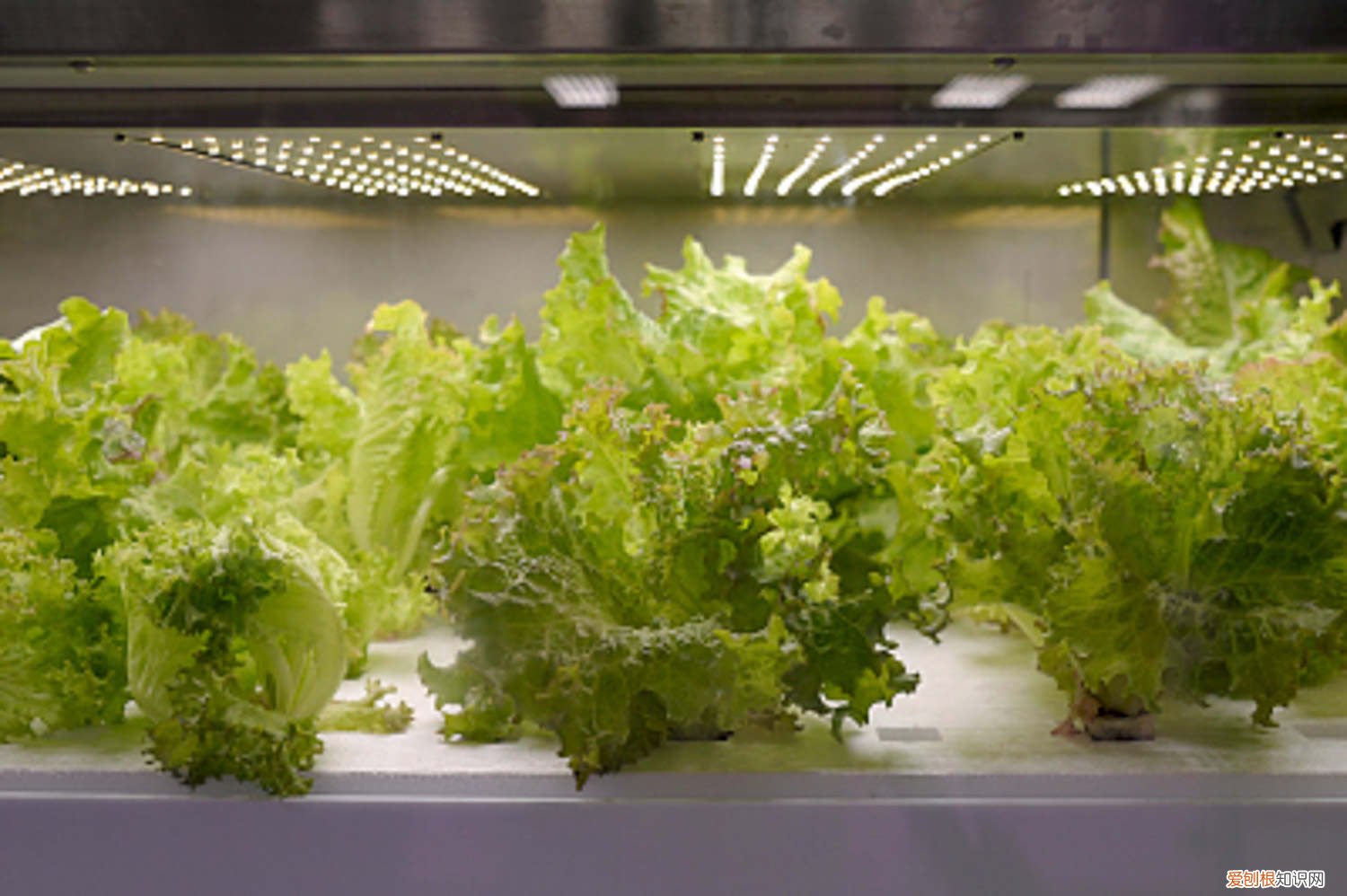 生菜种植时间和方法温度 生菜种植时间和方法