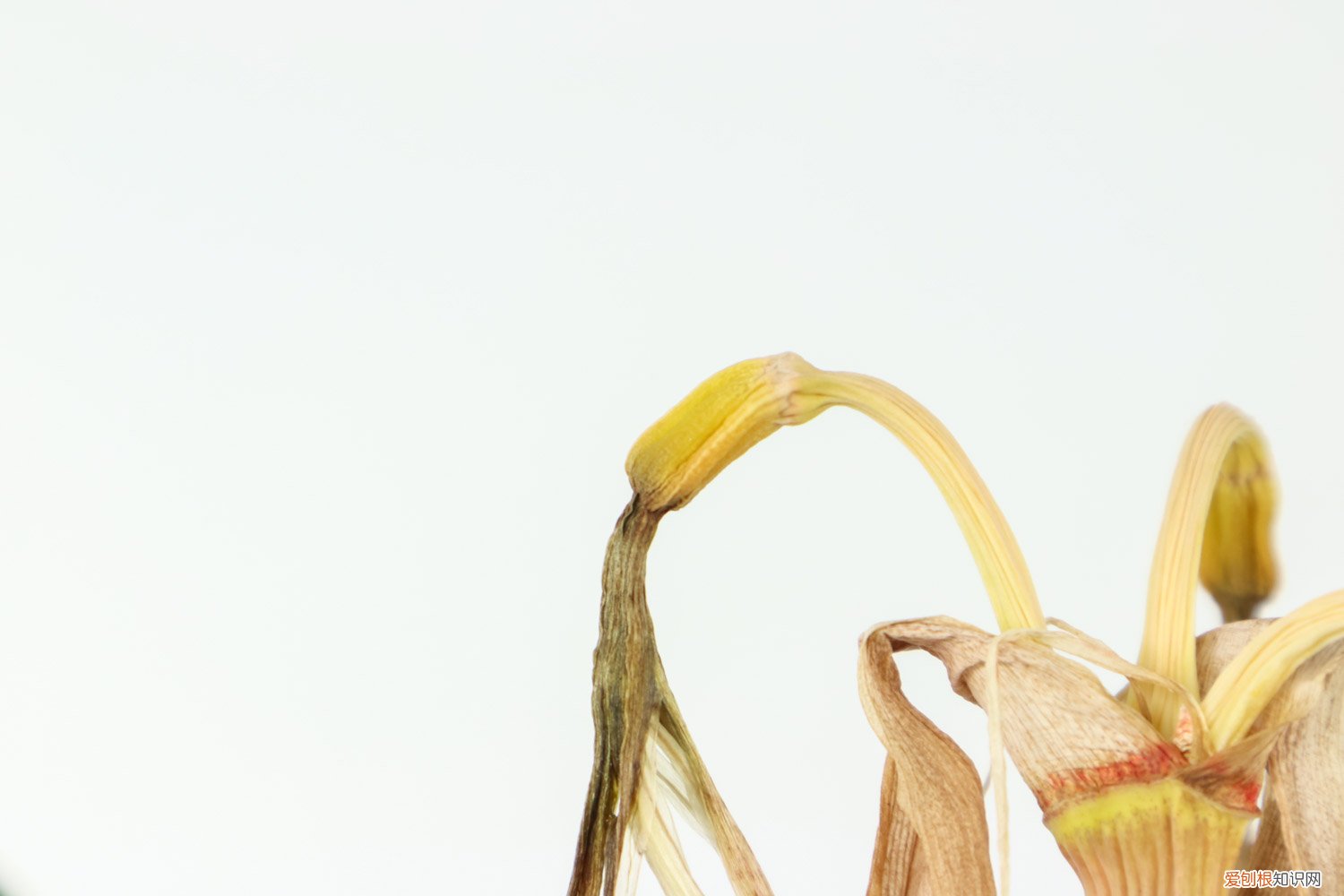 朱顶红 配土 朱顶红怎么配土