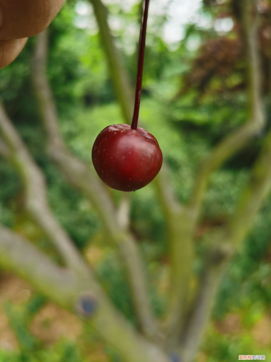 铁海棠怎么养才能长枝干 铁海棠怎么养