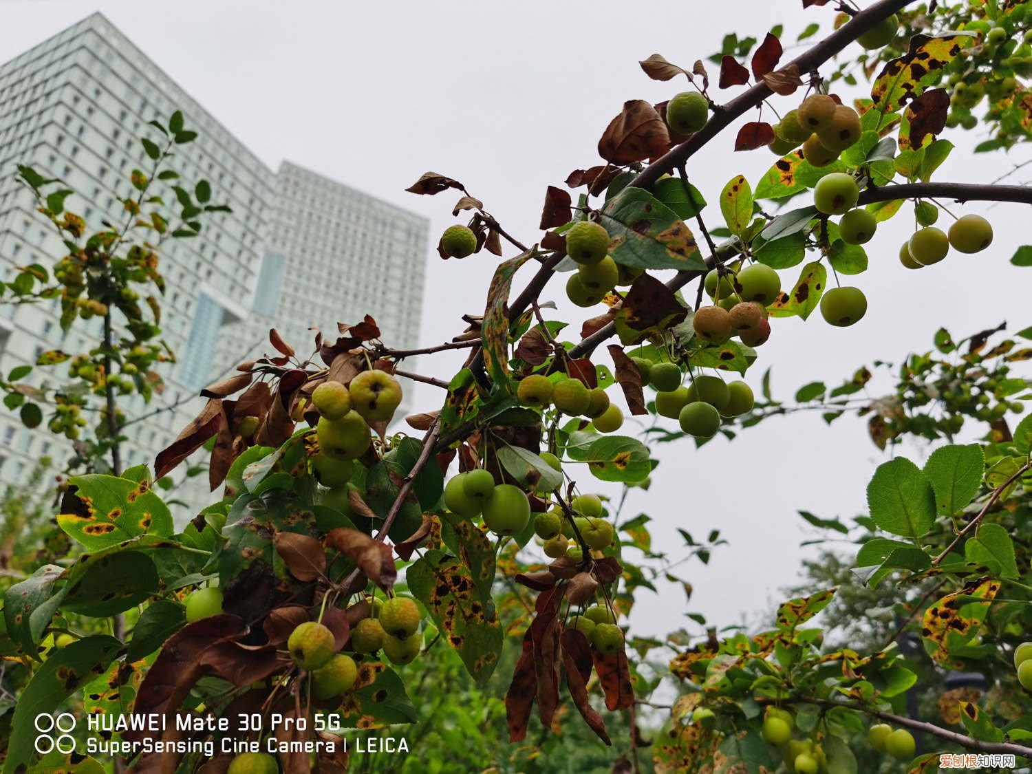 铁海棠怎么养才能长枝干 铁海棠怎么养