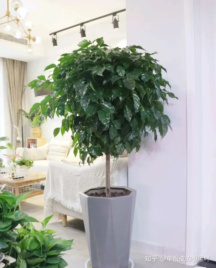 花卉的日常养护方法，15种室内常见花卉的养护要点，小编养花多年的经验，赶紧收藏吧