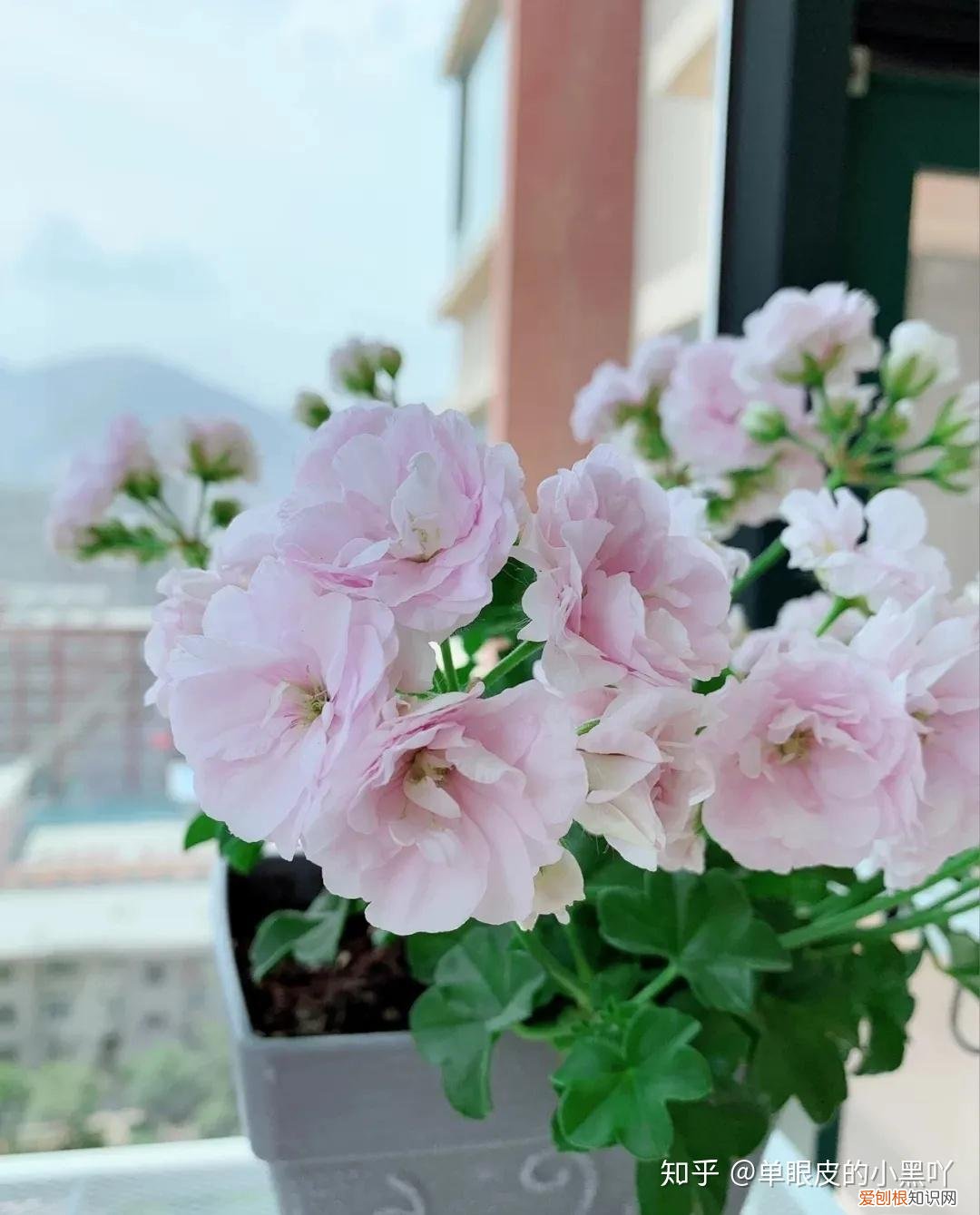 花卉的日常养护方法，15种室内常见花卉的养护要点，小编养花多年的经验，赶紧收藏吧