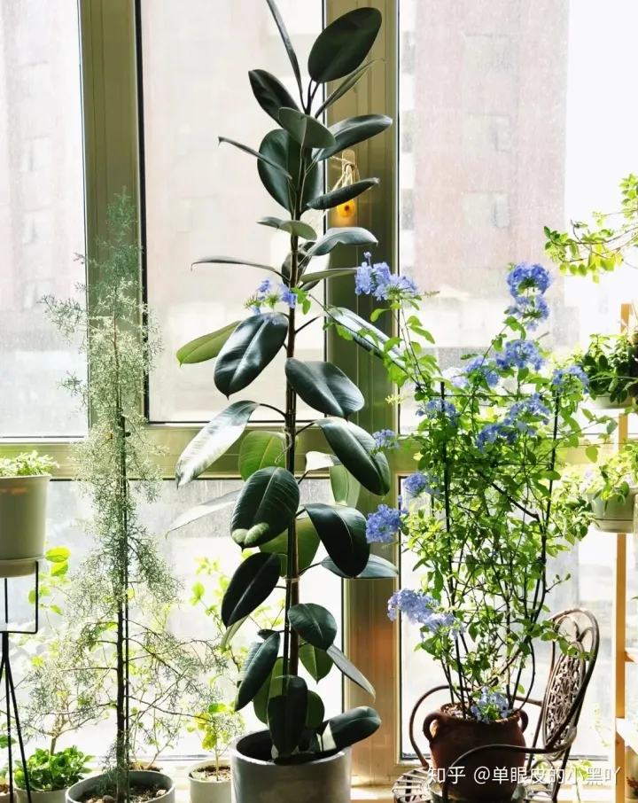 花卉的日常养护方法，15种室内常见花卉的养护要点，小编养花多年的经验，赶紧收藏吧