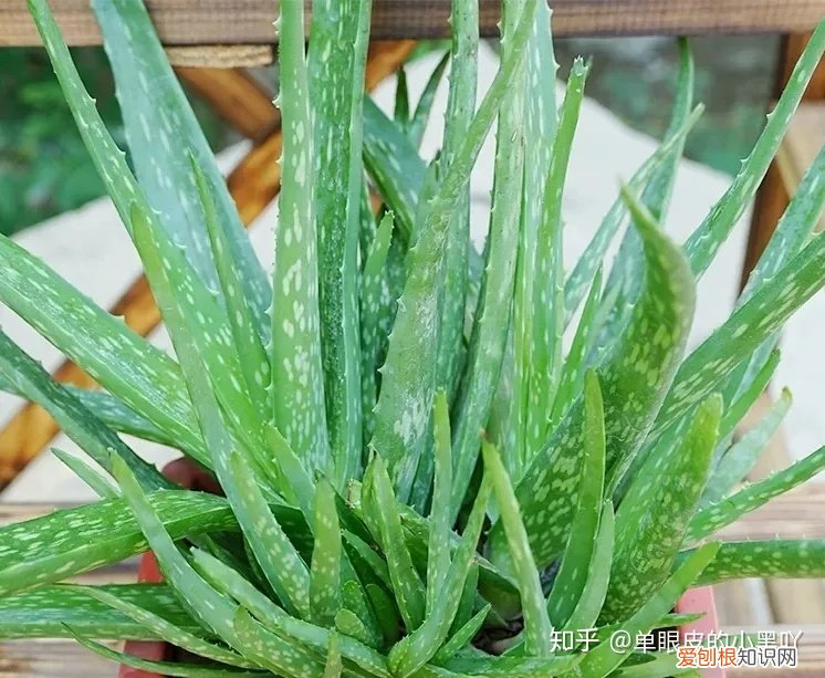 花卉的日常养护方法，15种室内常见花卉的养护要点，小编养花多年的经验，赶紧收藏吧