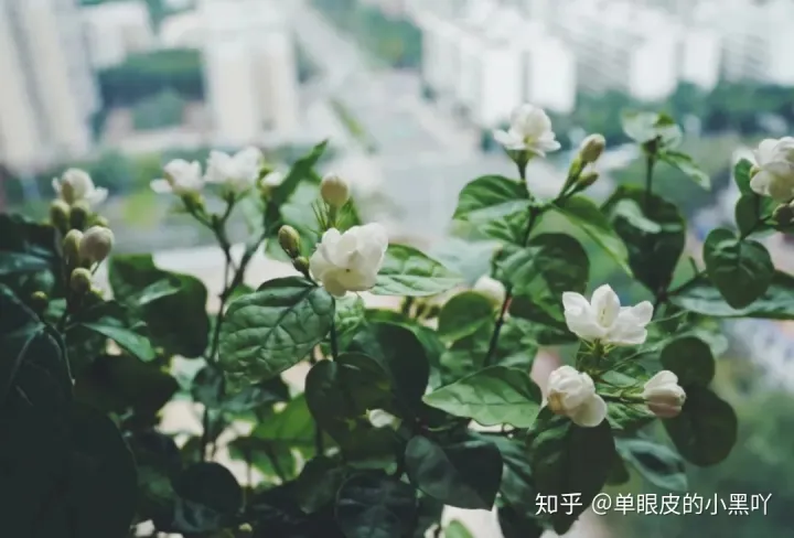 花卉的日常养护方法，15种室内常见花卉的养护要点，小编养花多年的经验，赶紧收藏吧