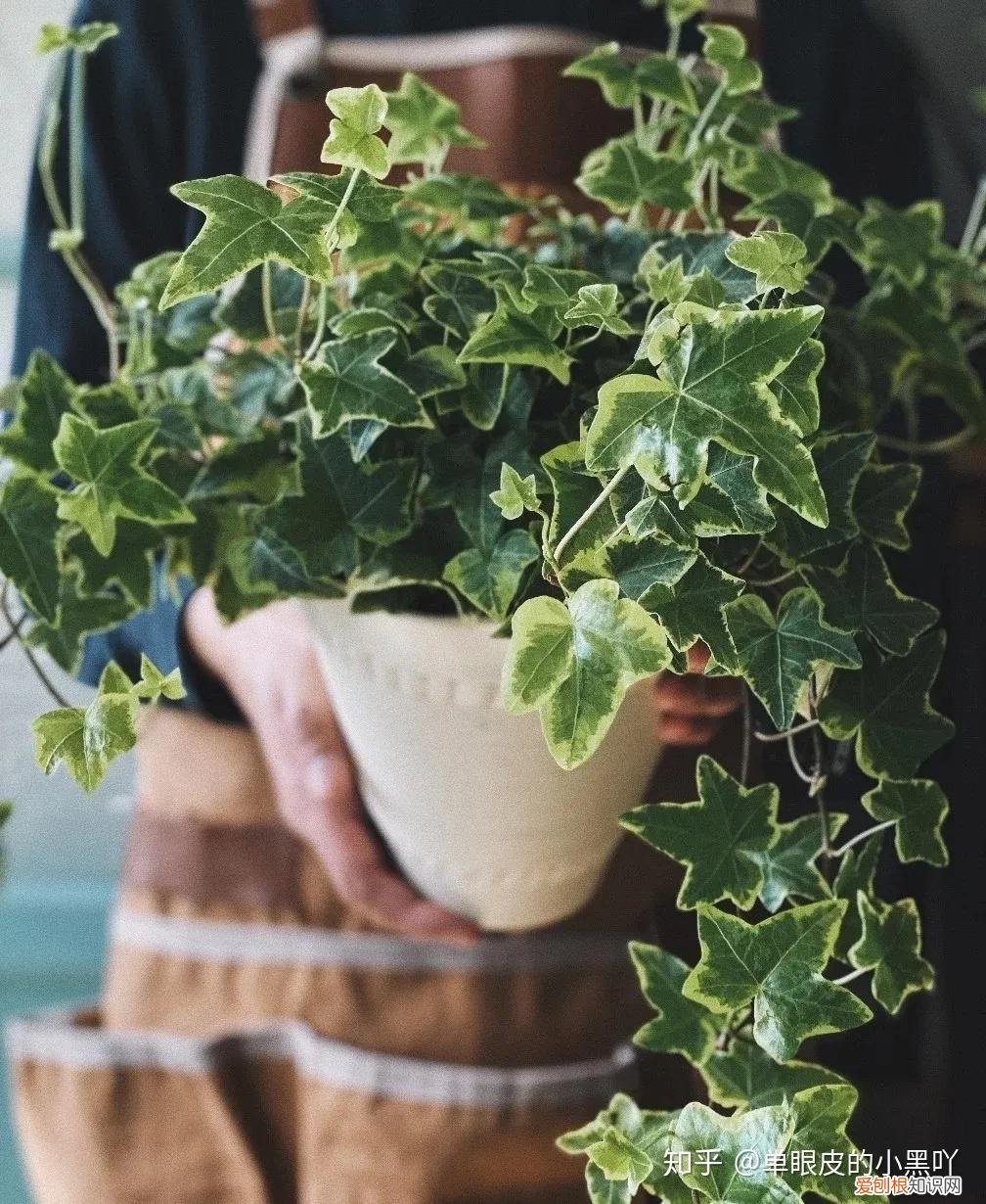 花卉的日常养护方法，15种室内常见花卉的养护要点，小编养花多年的经验，赶紧收藏吧