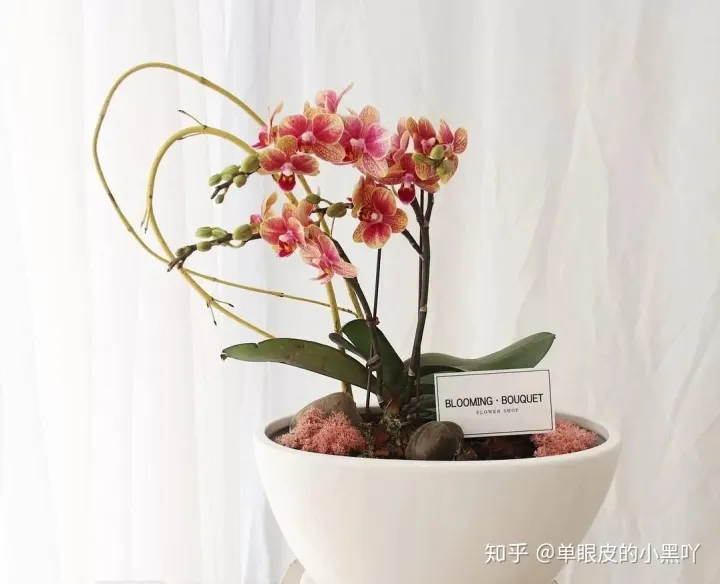 花卉的日常养护方法，15种室内常见花卉的养护要点，小编养花多年的经验，赶紧收藏吧