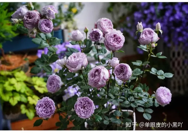 花卉的日常养护方法，15种室内常见花卉的养护要点，小编养花多年的经验，赶紧收藏吧