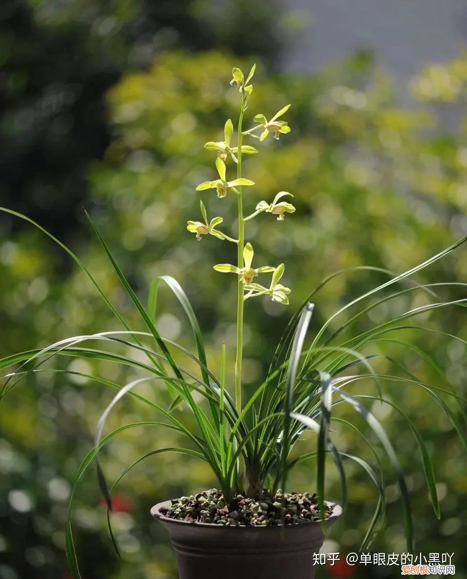 花卉的日常养护方法，15种室内常见花卉的养护要点，小编养花多年的经验，赶紧收藏吧