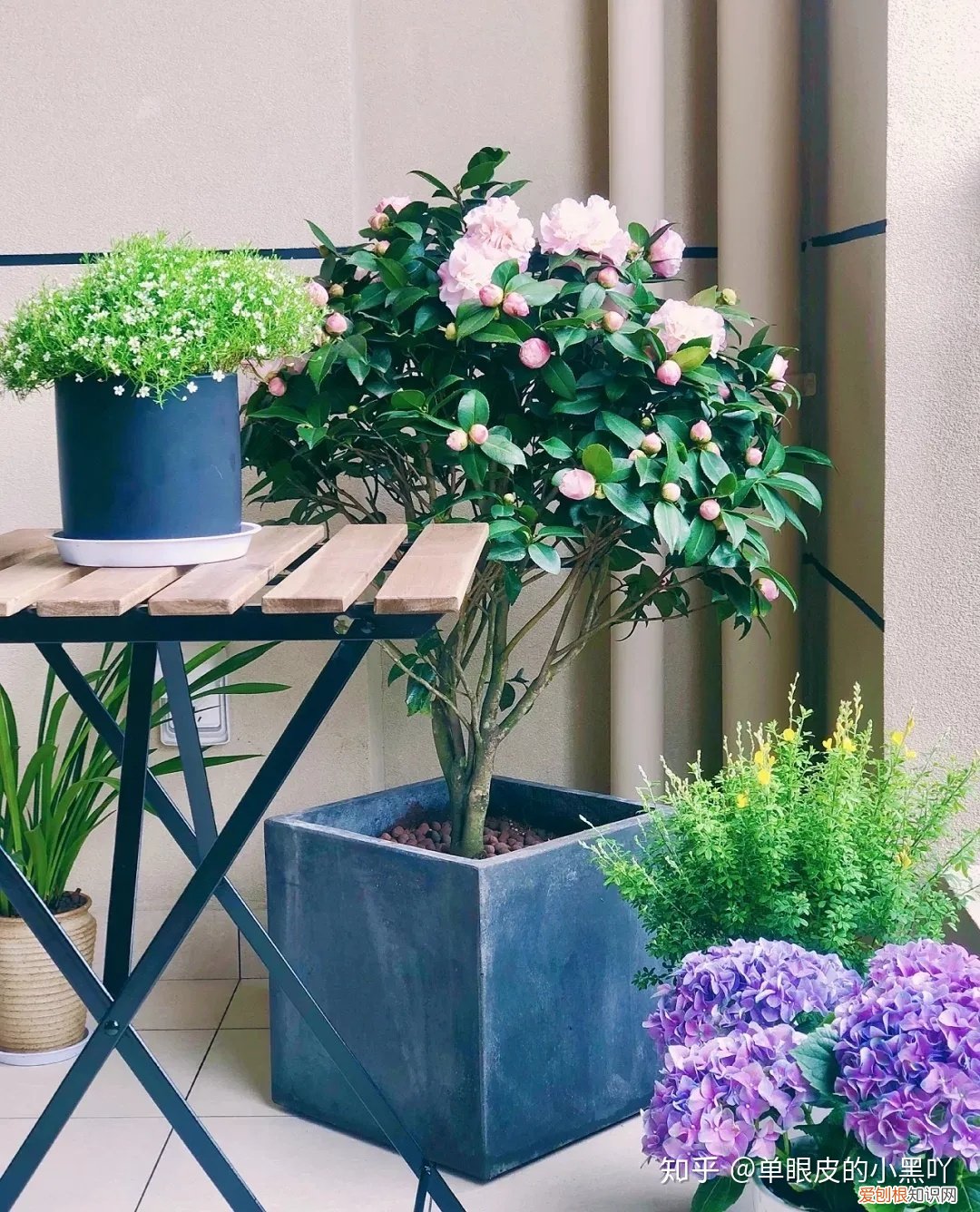 花卉的日常养护方法，15种室内常见花卉的养护要点，小编养花多年的经验，赶紧收藏吧