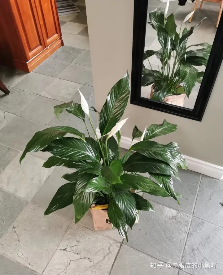 花卉的日常养护方法，15种室内常见花卉的养护要点，小编养花多年的经验，赶紧收藏吧