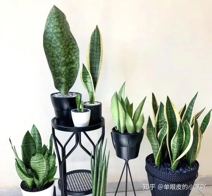 花卉的日常养护方法，15种室内常见花卉的养护要点，小编养花多年的经验，赶紧收藏吧