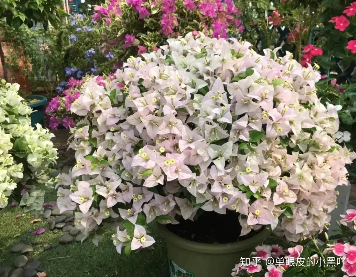 花卉的日常养护方法，15种室内常见花卉的养护要点，小编养花多年的经验，赶紧收藏吧