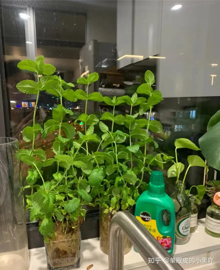 花卉的日常养护方法，15种室内常见花卉的养护要点，小编养花多年的经验，赶紧收藏吧